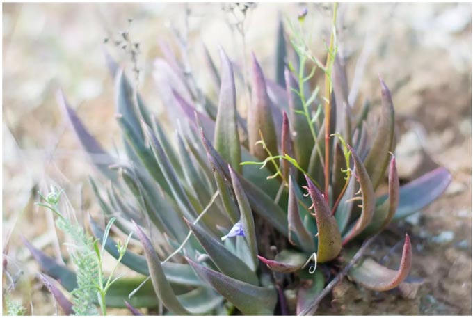 Santa Clara Valley Dudleya credit Bjorn Erickson USFWS1