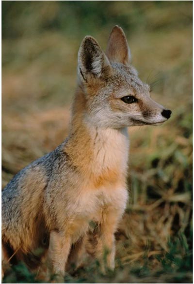 sj kit fox courtesy of moose peterson public domain nctc library1