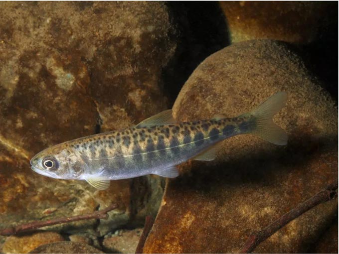 Chinook salmon juvenile Canyon Cr Dungeness trib Sept 2017 roger tabor.1