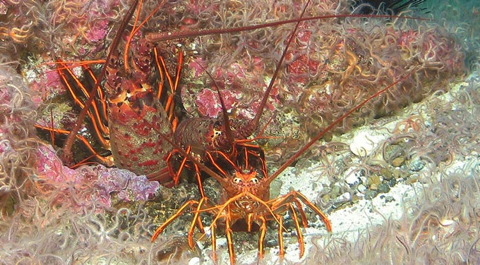 SpinyLobsters cdfw