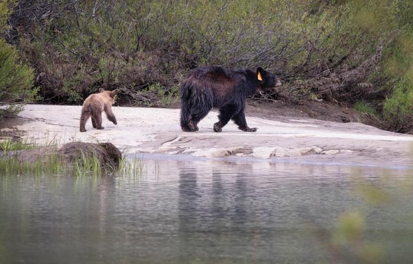 YNP bears 1