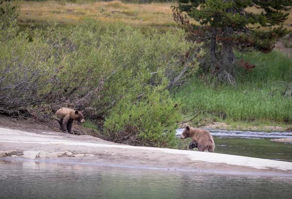 YNP bears 2