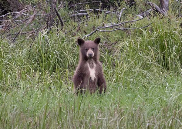 YNP bears 3