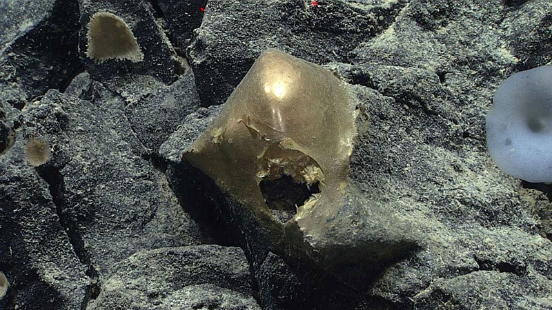 orb 1 specimen noaa alaska