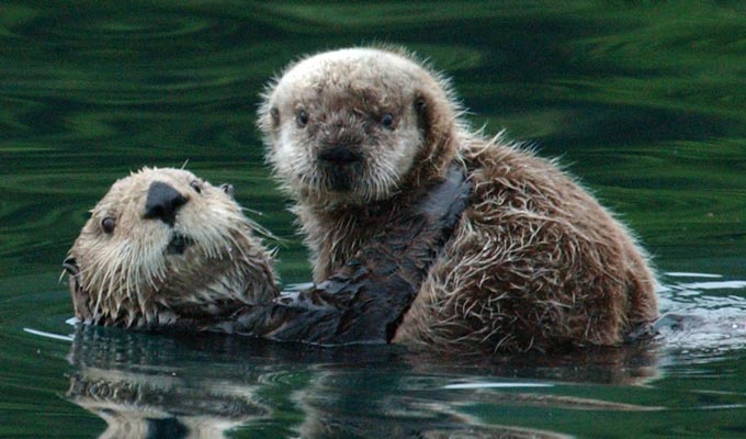 ottermompupusfws 6680