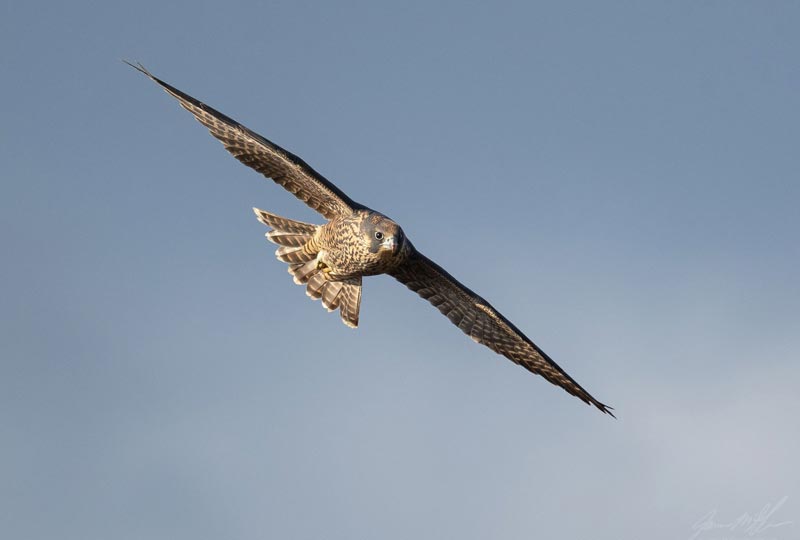 Peregrine falcon juvenile in flight Credit James McGrew.