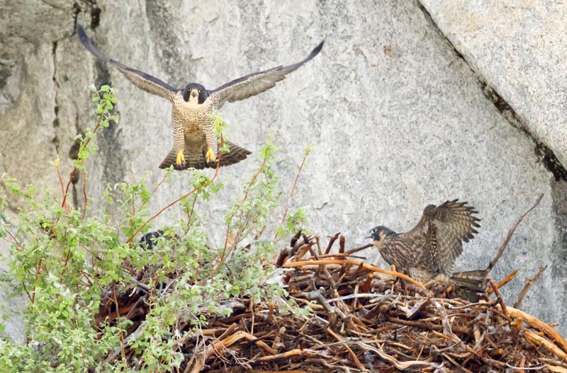 Peregrine falcon landing in a nest on granite cliffs Credi Peggy Sells