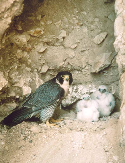 Peregrine falcon nest and babies Credit Julie Miller.
