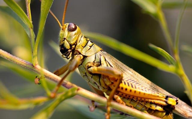 common field grasshopper 8404472 640