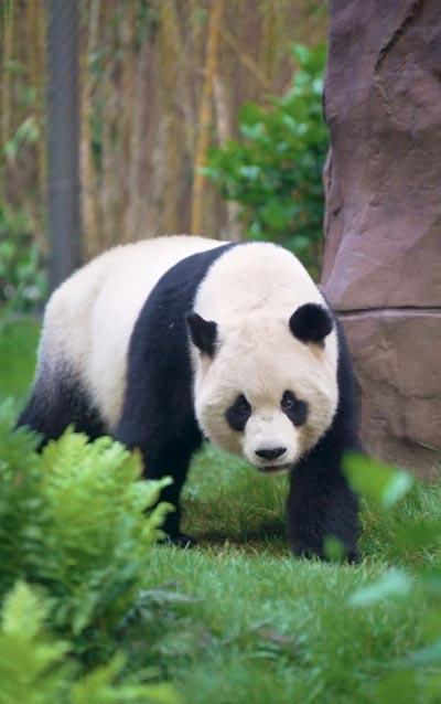 panda