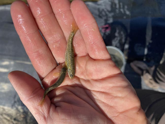 usfws long valley speckled dace hand medium