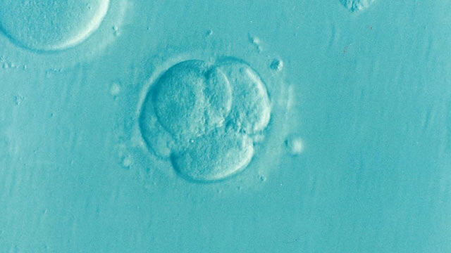 embryo 1514192 640 ivf
