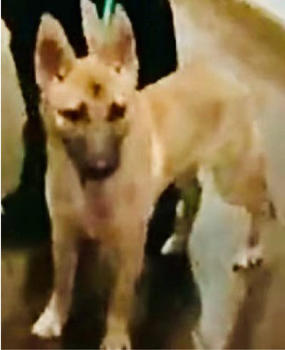Animal Cruelty arrest lapd 709
