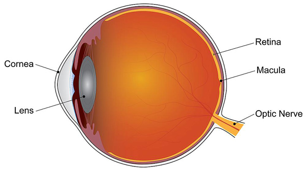 NIH 20240716 eye schematic