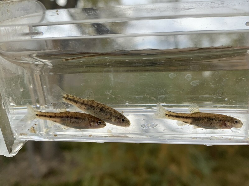 RSOasis Valley speckled dace BLM scr