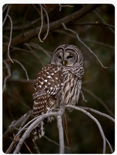 barred owl USFWS photo Ray Bosch