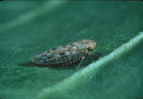 beet leafhopper