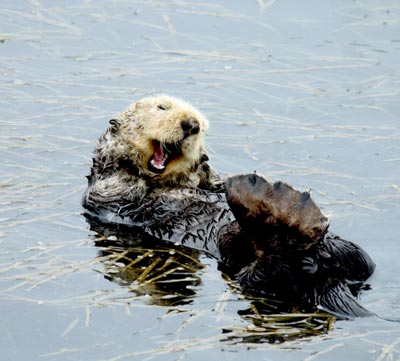usfws southern sea otter yawns bed eelgrass medium