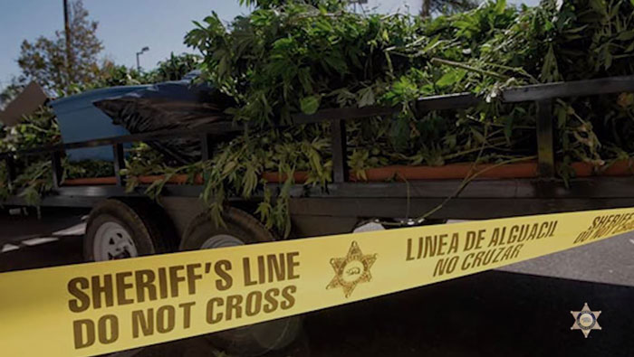 LASD bust 4