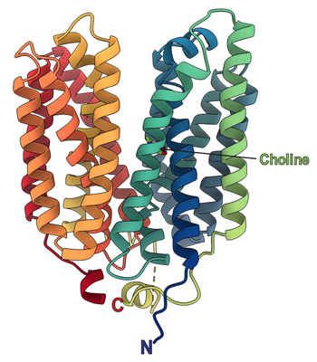 NIH protein