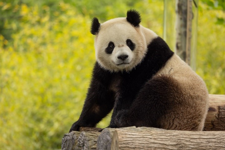panda1 Smithsonian