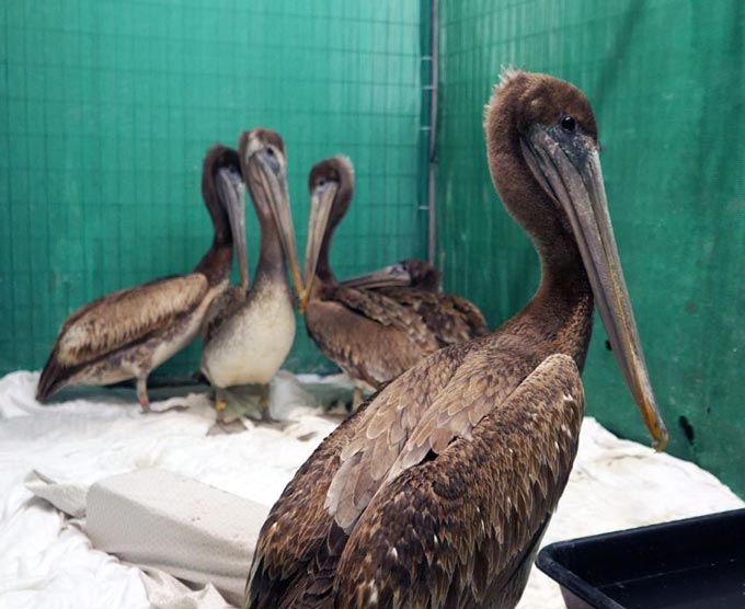 pelicans cdfw