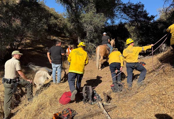 Cal fire horse 1