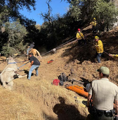 Cal fire horse 2