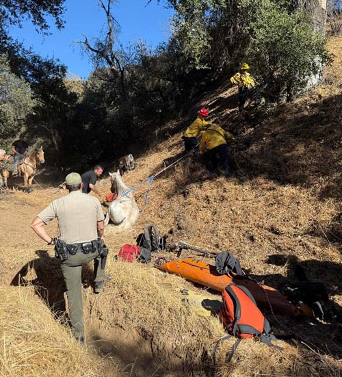Cal fire horse 3