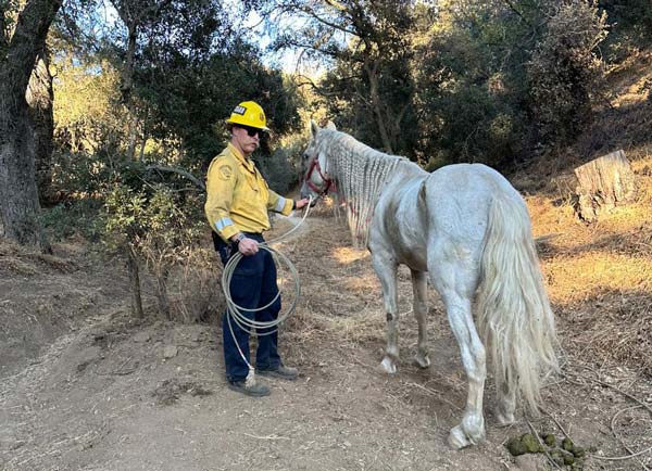 Cal fire horse 4