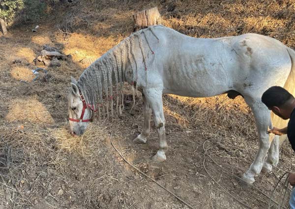 Cal fire horse 5