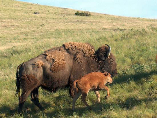 DOI bison cow and calf