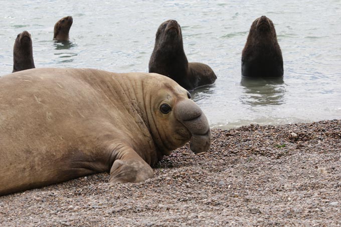 IMG 4986 elephant seal near sea lions 4Oct2024 (c) Ralph Vanstreels, UC Davis)