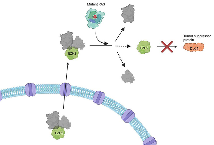 NIH 20241112 RAS schematic