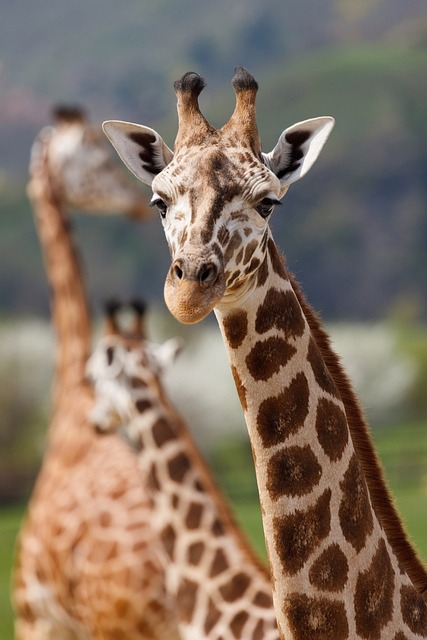 giraffe 165200 640