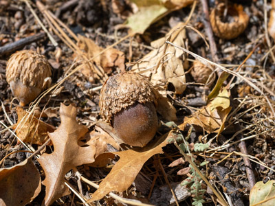 NPS acorn 1