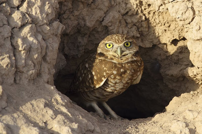 RSBurrowing Owl Alan Vernon CC BY Commercial