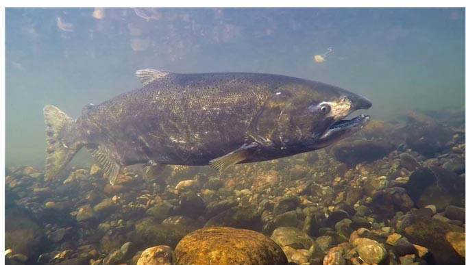 chinook salmon ucdavis