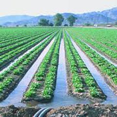 flood irrigation