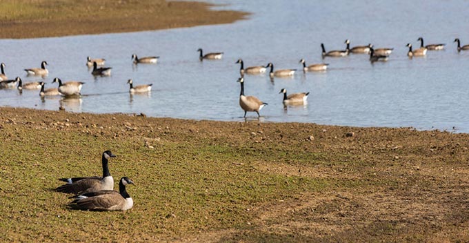 ucmerced1018 geese