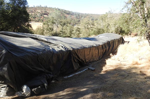 CCSO marijuana grow 1