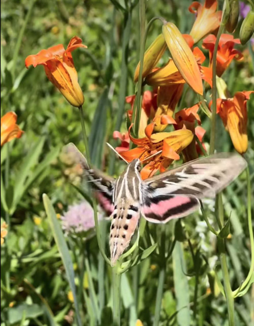 NPS moth