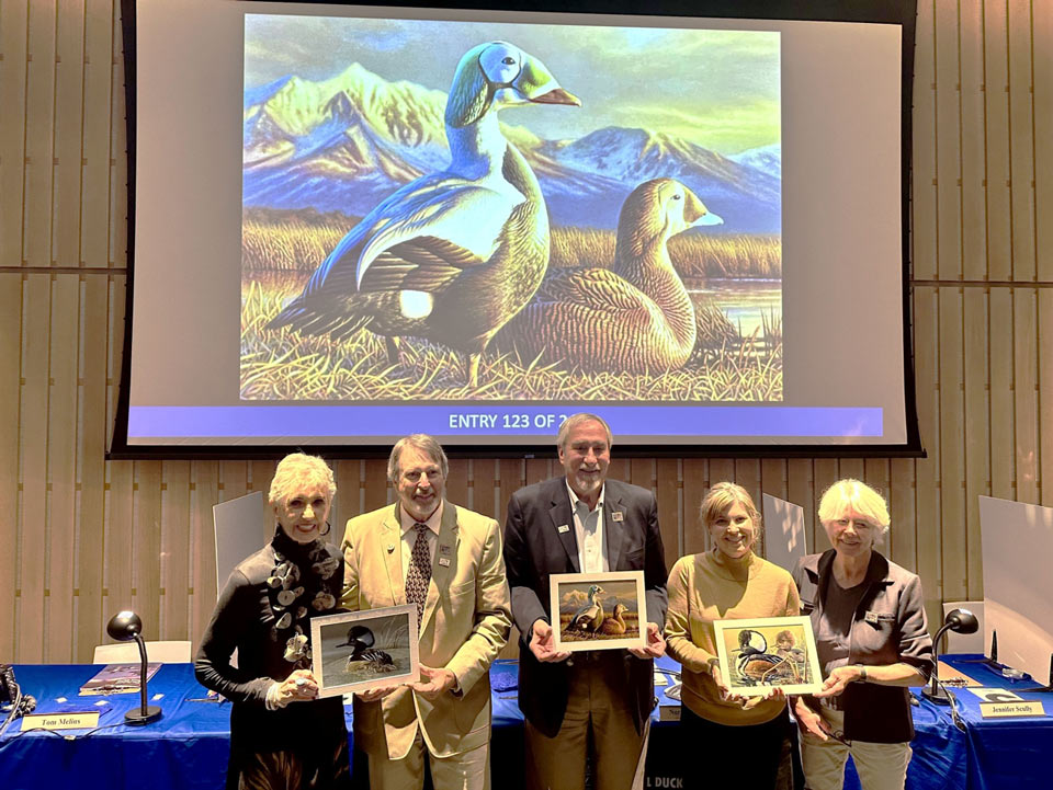 usfws 2024 federal duck stamp contest bruce museum large