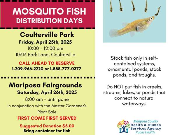 MHHS mosquito fish