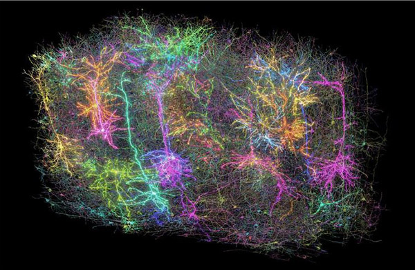 NIH 20250409 mouse brain