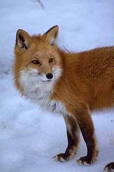 Sierra Nevada Red Fox USDA FPWC