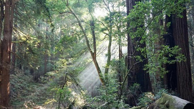 muir woods credit nps