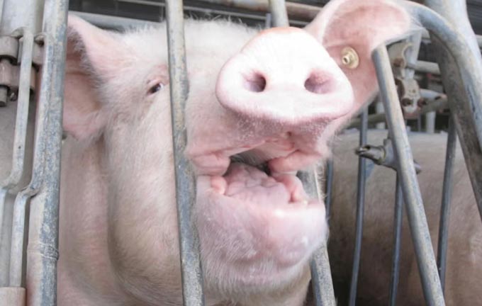 Humane world for animals confined pig H93710 smithfield pig