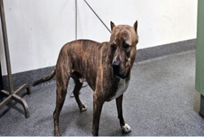 LASD found child dog