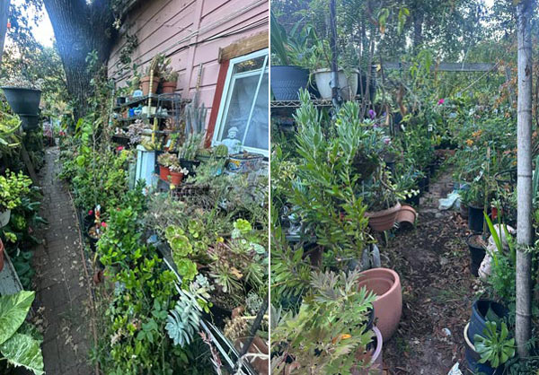 SCSO plants 2